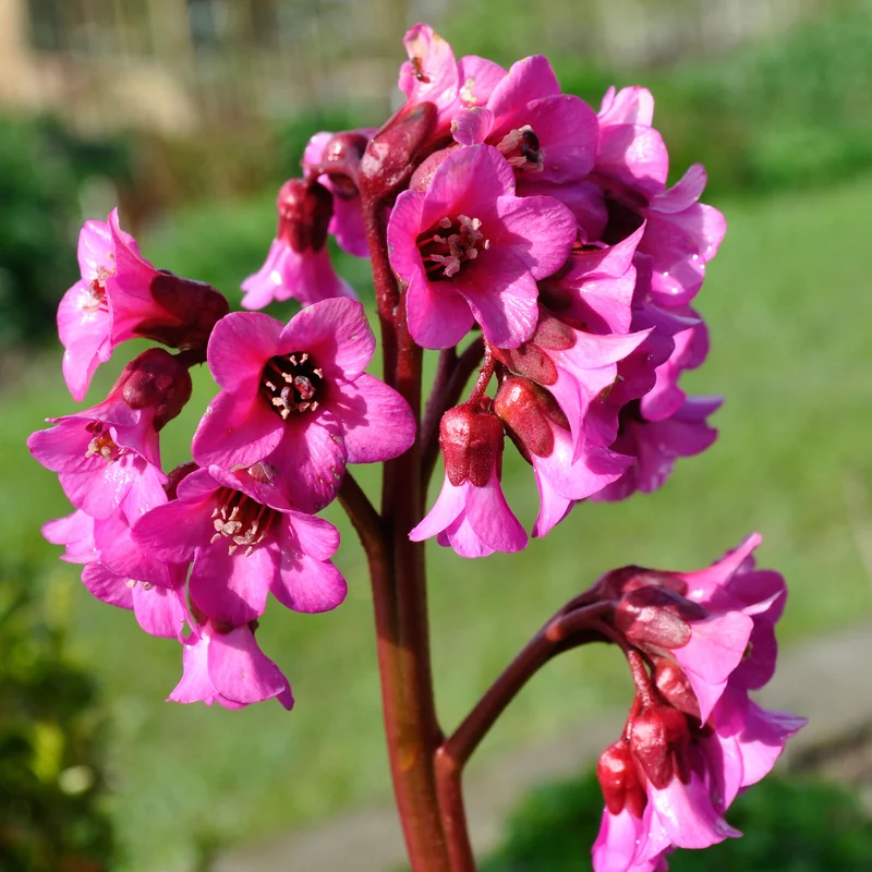 claireaustin-hardyplants2989833