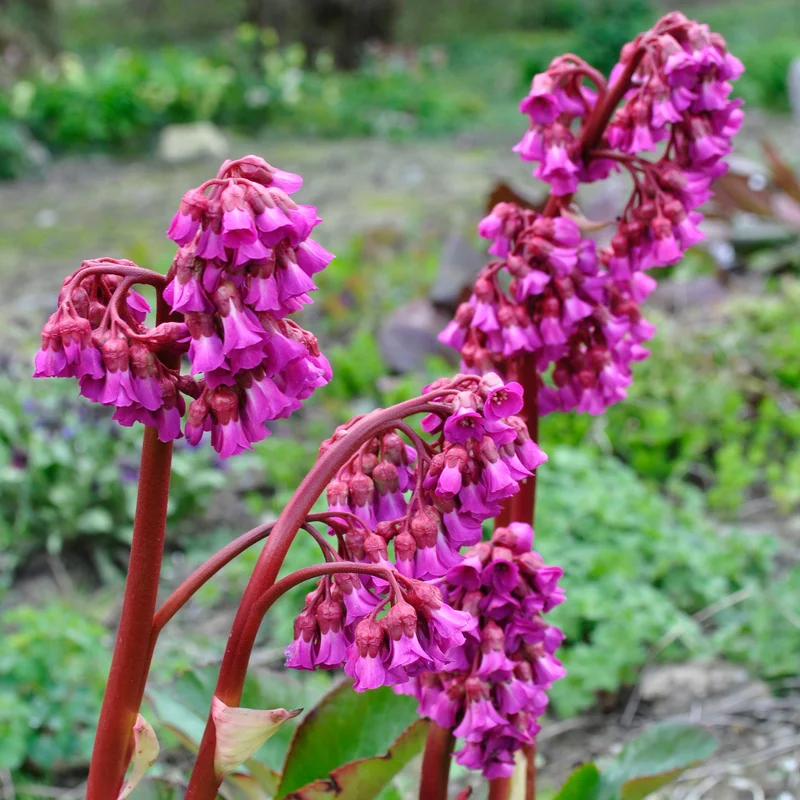 claireaustin-hardyplants2990080
