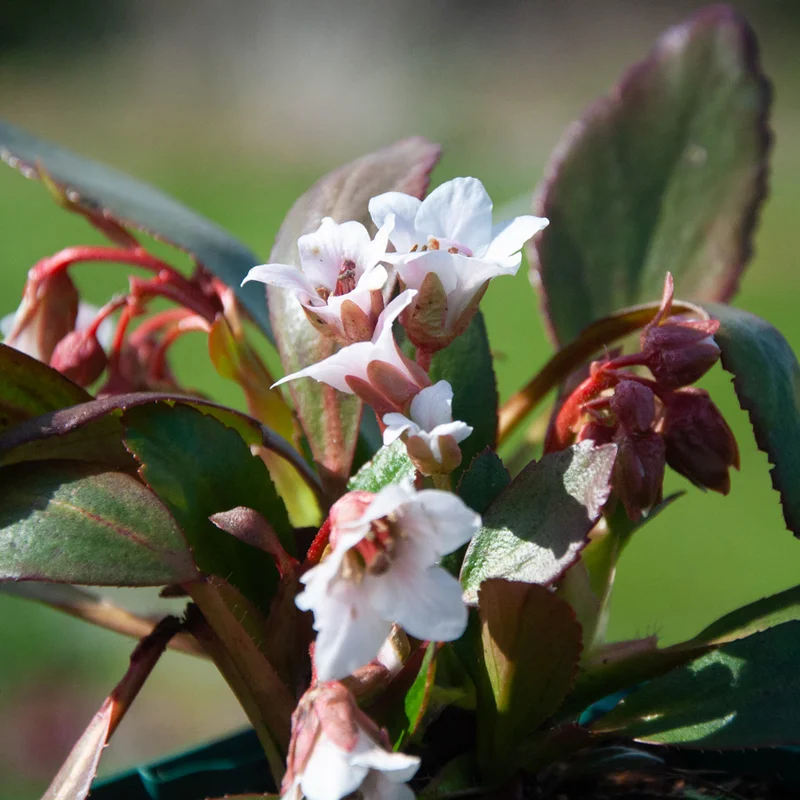 claireaustin-hardyplants2990123