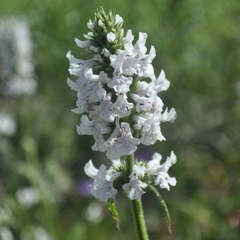 claireaustin-hardyplants2990405