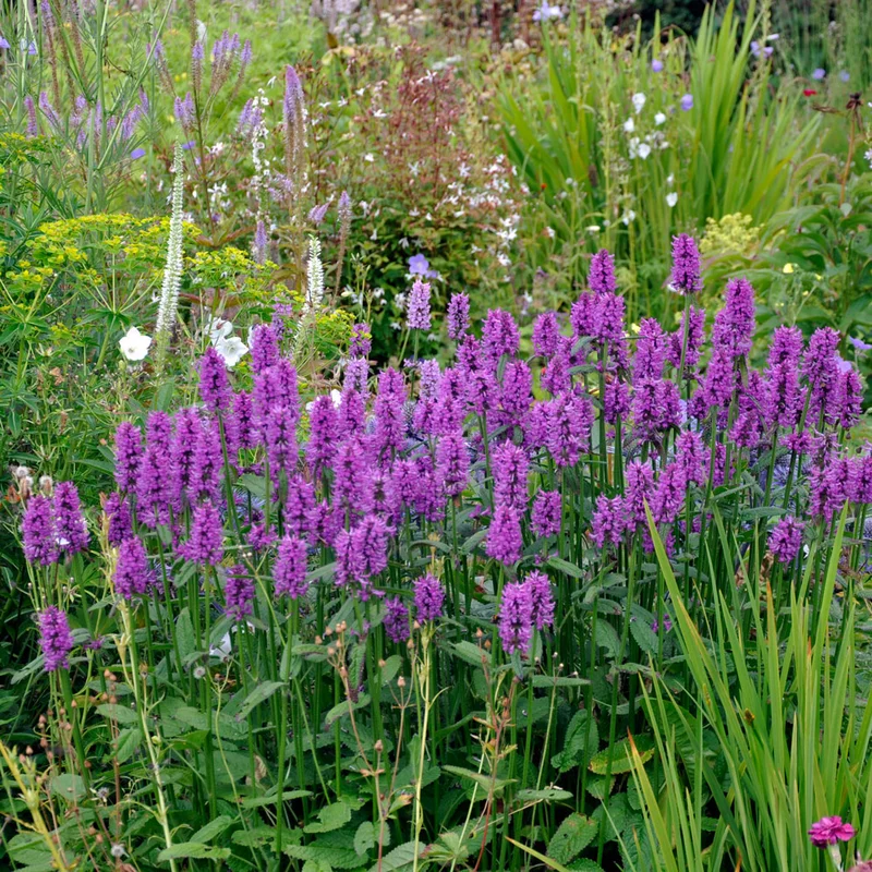 claireaustin-hardyplants2990446