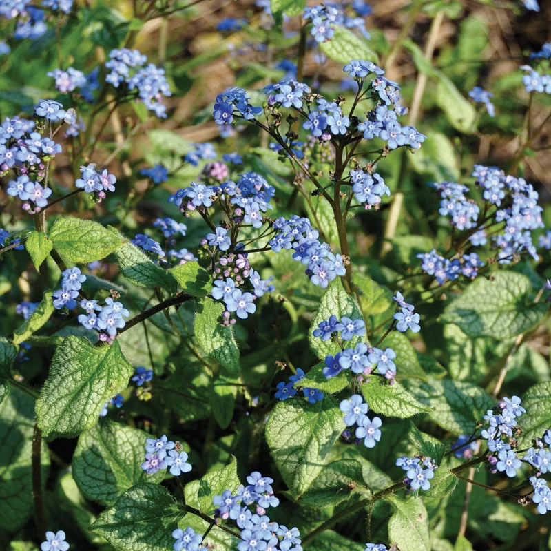 claireaustin-hardyplants2990641