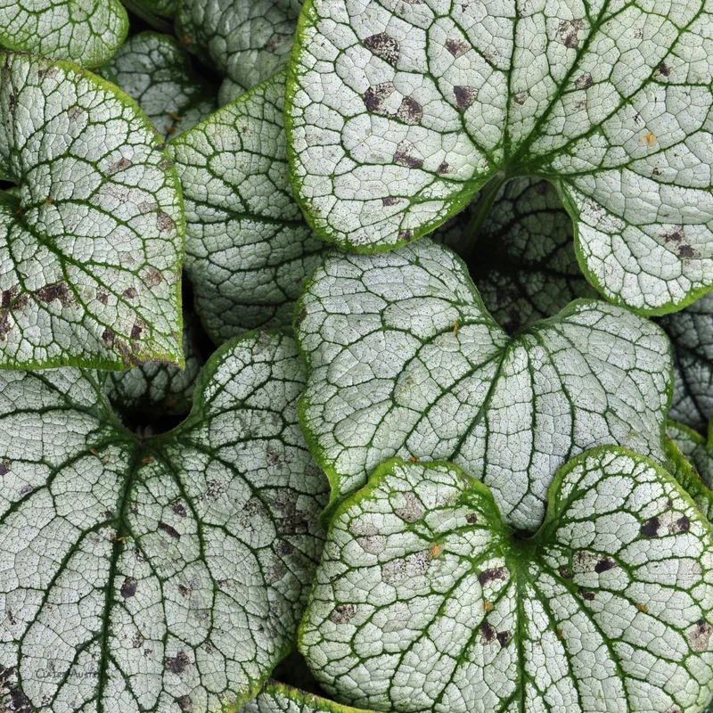 claireaustin-hardyplants2990898