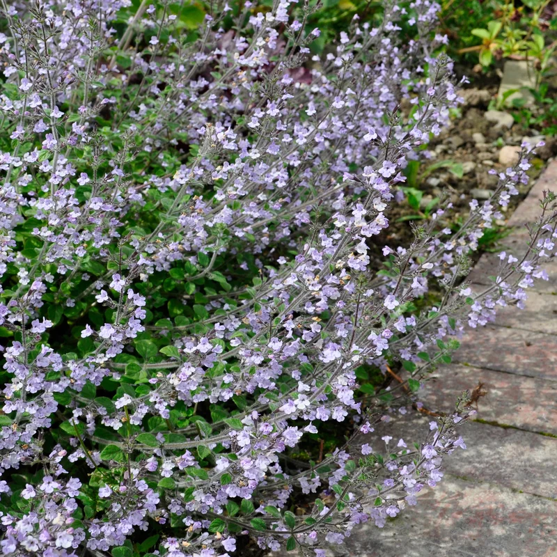 claireaustin-hardyplants2991319
