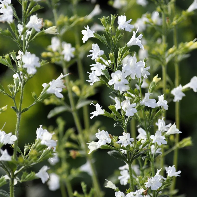claireaustin-hardyplants2991357