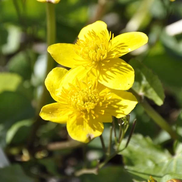 claireaustin-hardyplants2991375