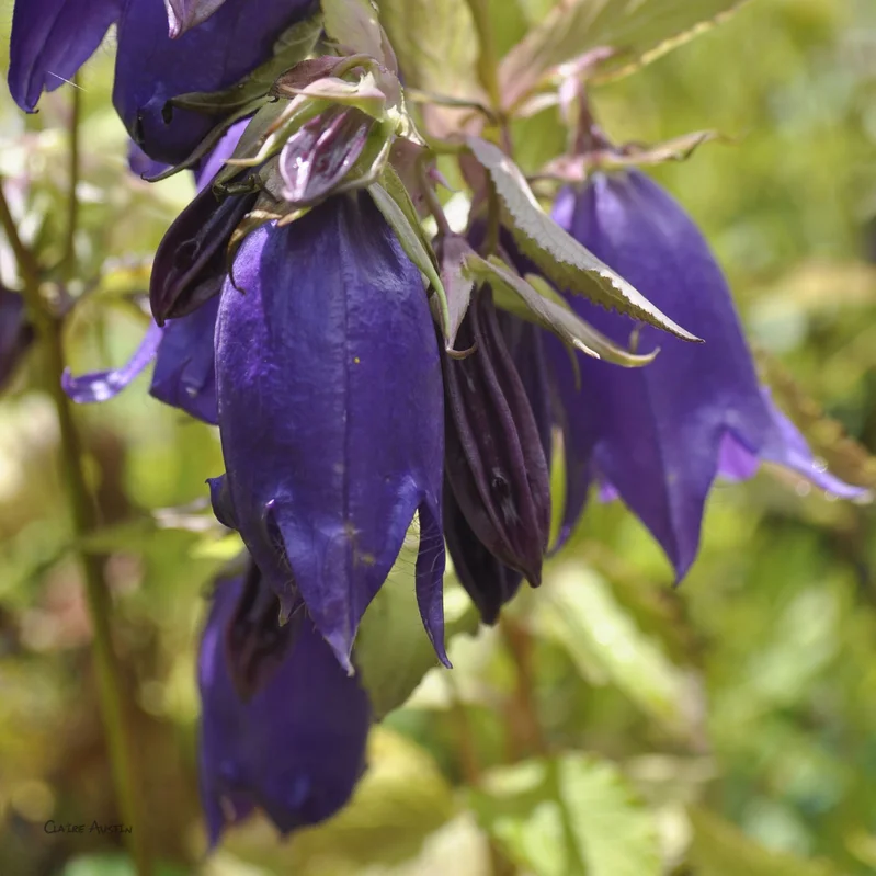 claireaustin-hardyplants2991403