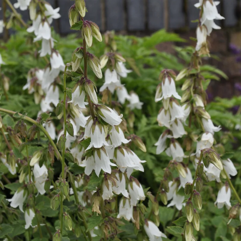 claireaustin-hardyplants2991572