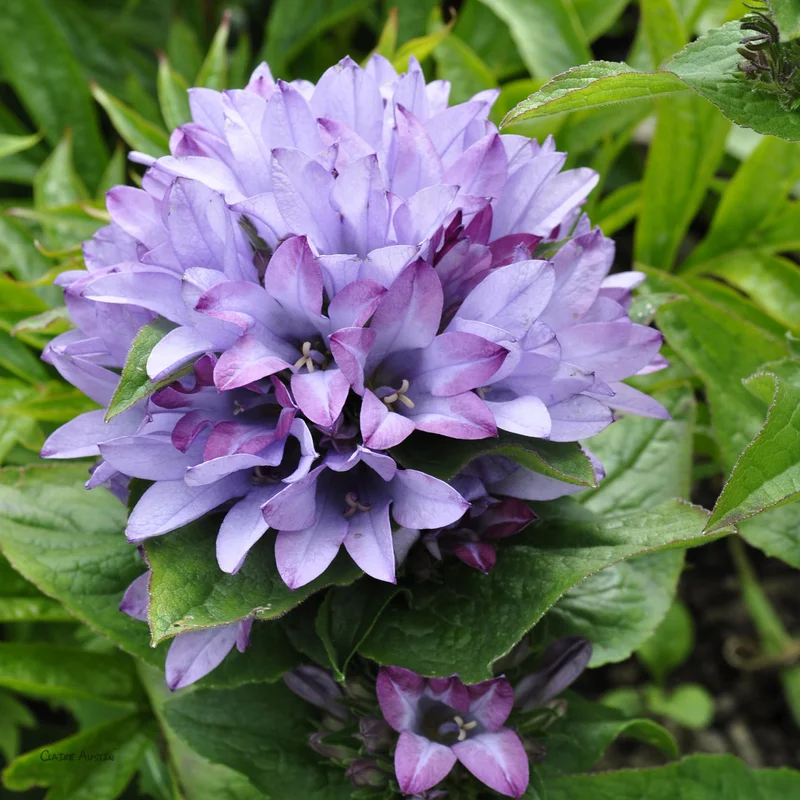 claireaustin-hardyplants2991614