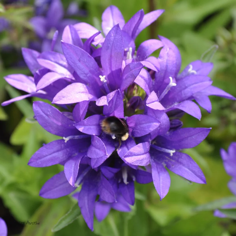 claireaustin-hardyplants2991642