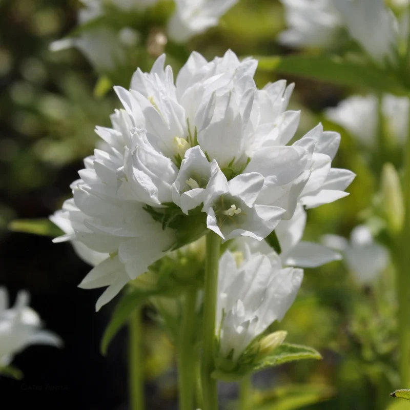 claireaustin-hardyplants2991667