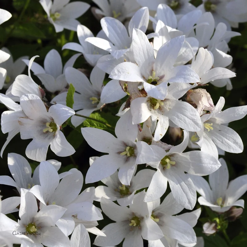 claireaustin-hardyplants2991756