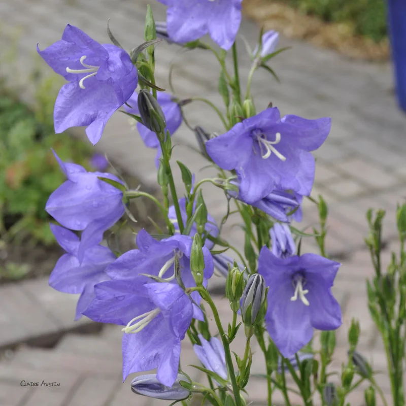 claireaustin-hardyplants2991909
