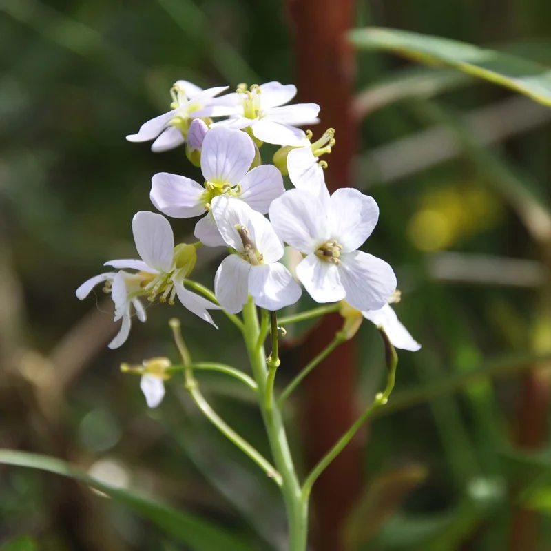 claireaustin-hardyplants2992078