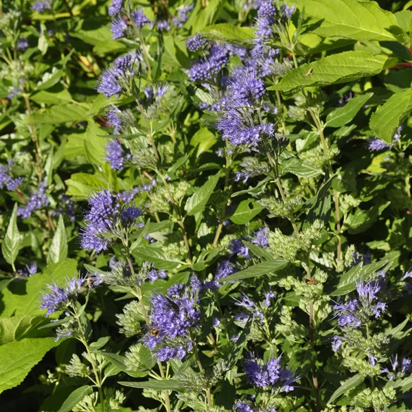 claireaustin-hardyplants2992123