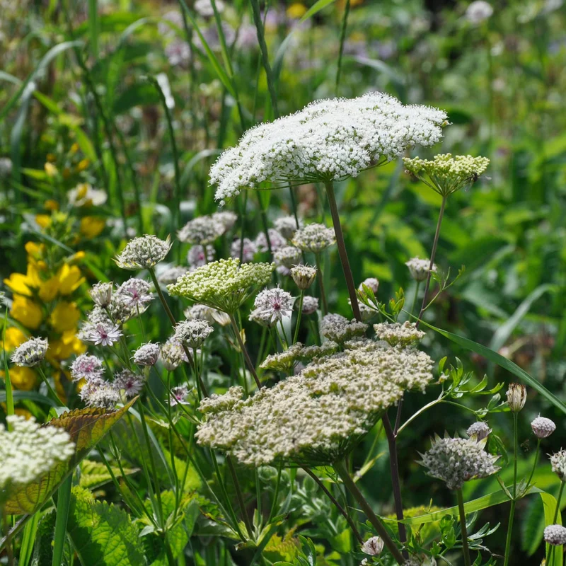 claireaustin-hardyplants2992227