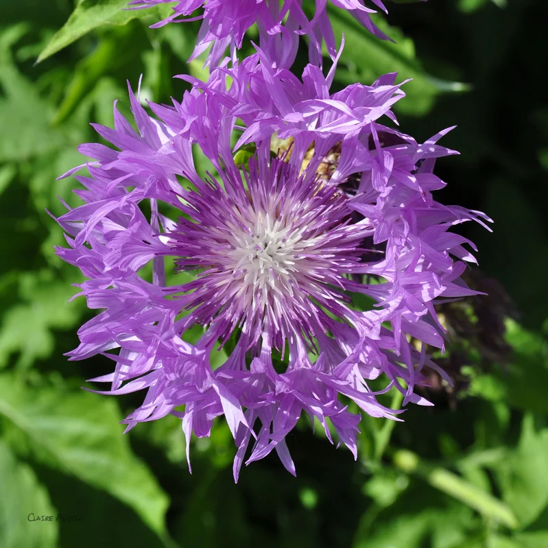 claireaustin-hardyplants2992298