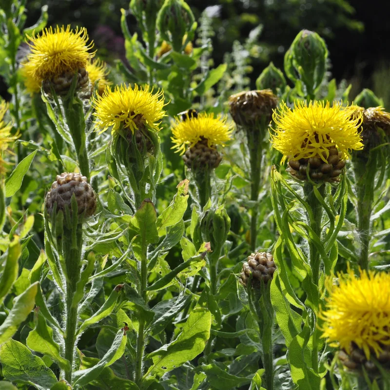 claireaustin-hardyplants2992404
