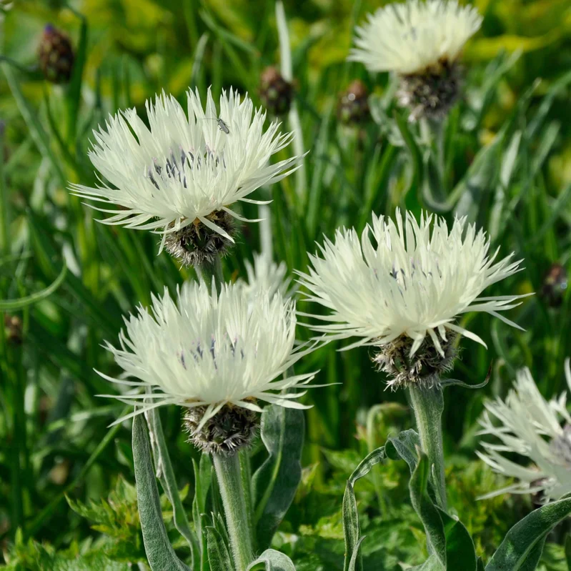 claireaustin-hardyplants2992598
