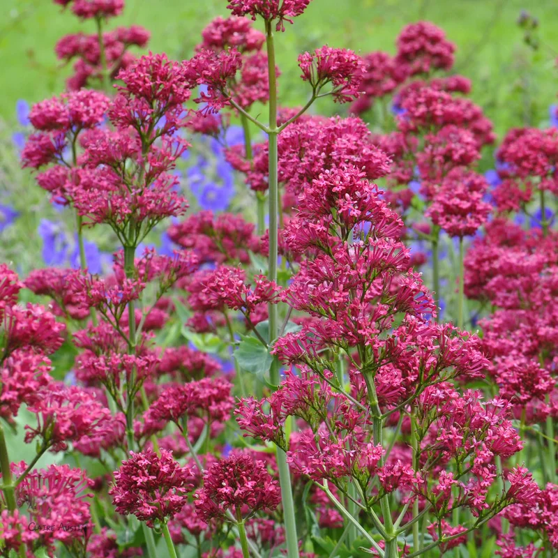 claireaustin-hardyplants2992711