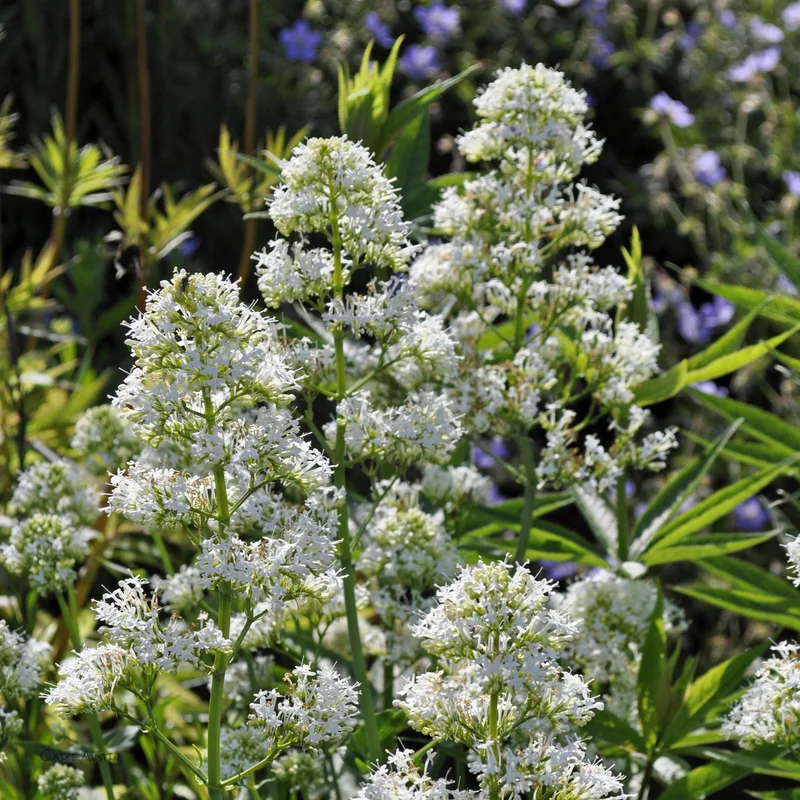 claireaustin-hardyplants2992757