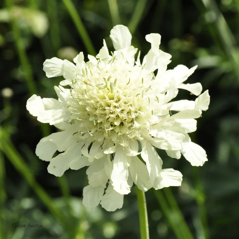 claireaustin-hardyplants2992789