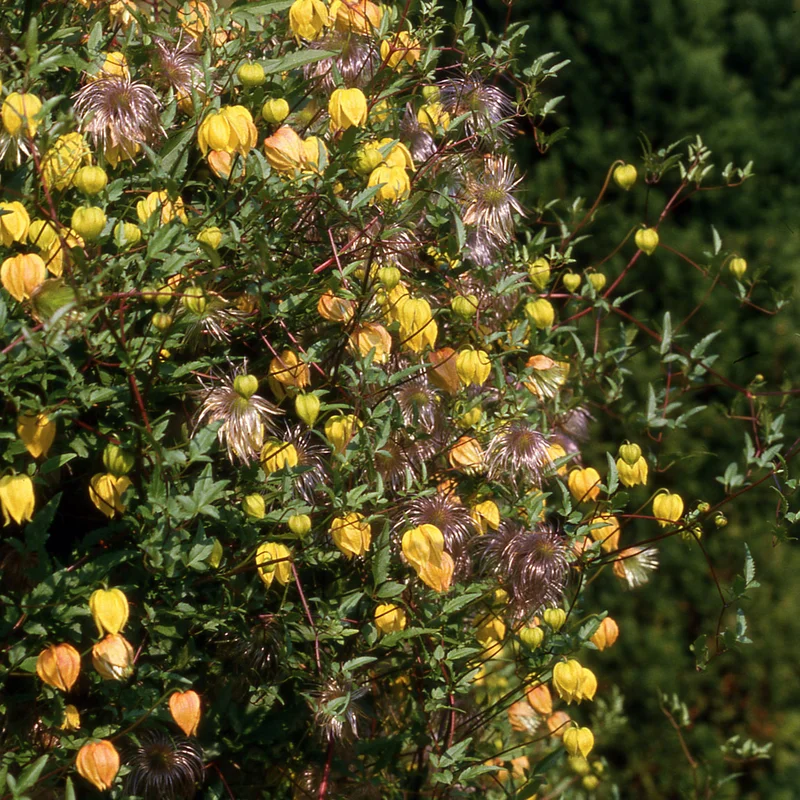 claireaustin-hardyplants2993803