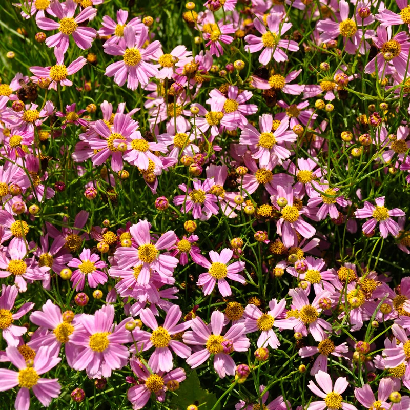 claireaustin-hardyplants2993983