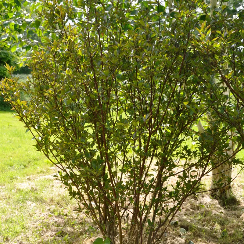 claireaustin-hardyplants2994125