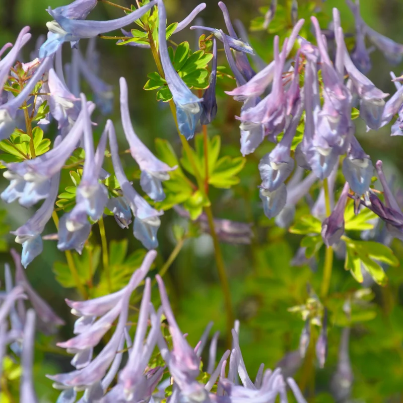 claireaustin-hardyplants2994234