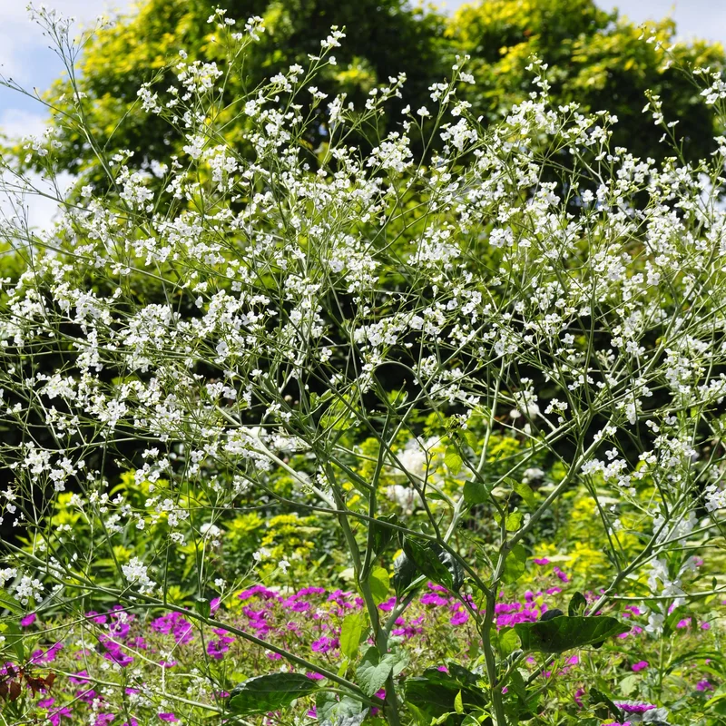 claireaustin-hardyplants2994503