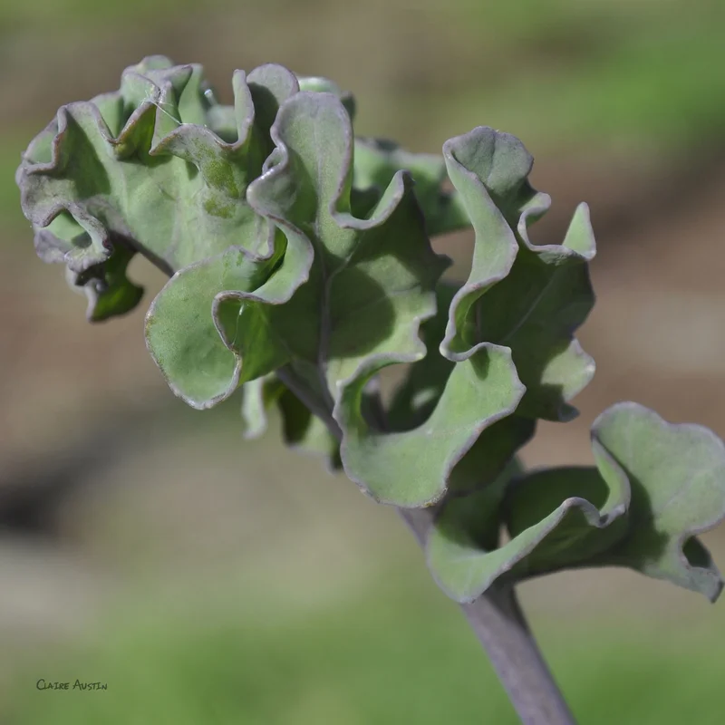 claireaustin-hardyplants2994535