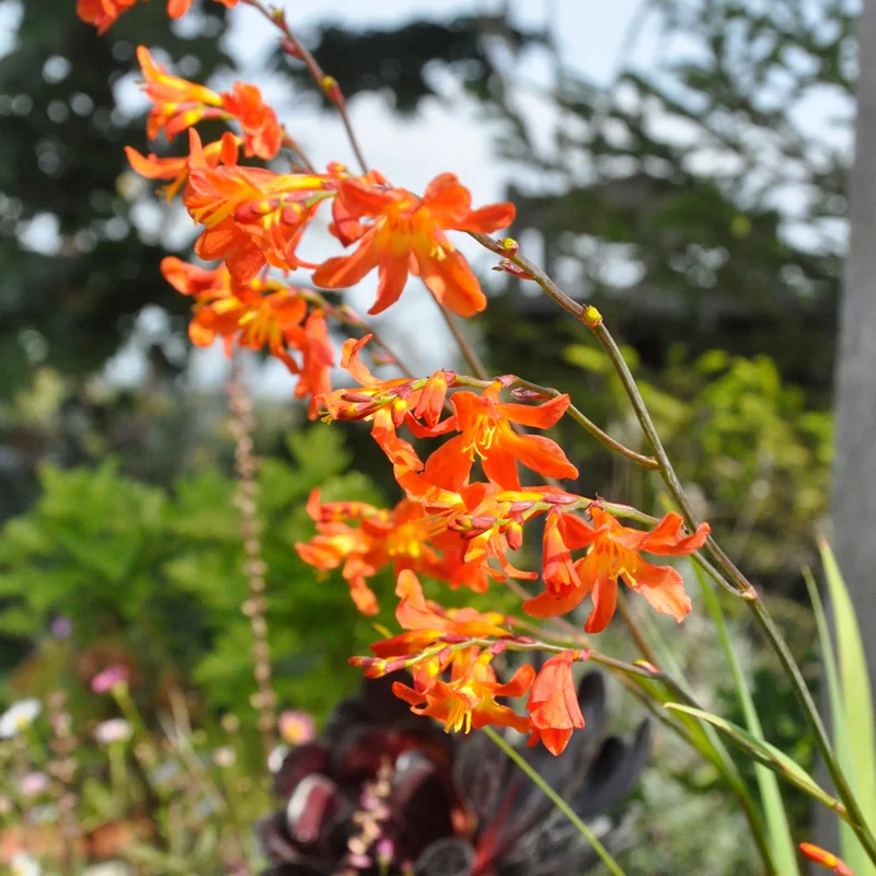 claireaustin-hardyplants2994975