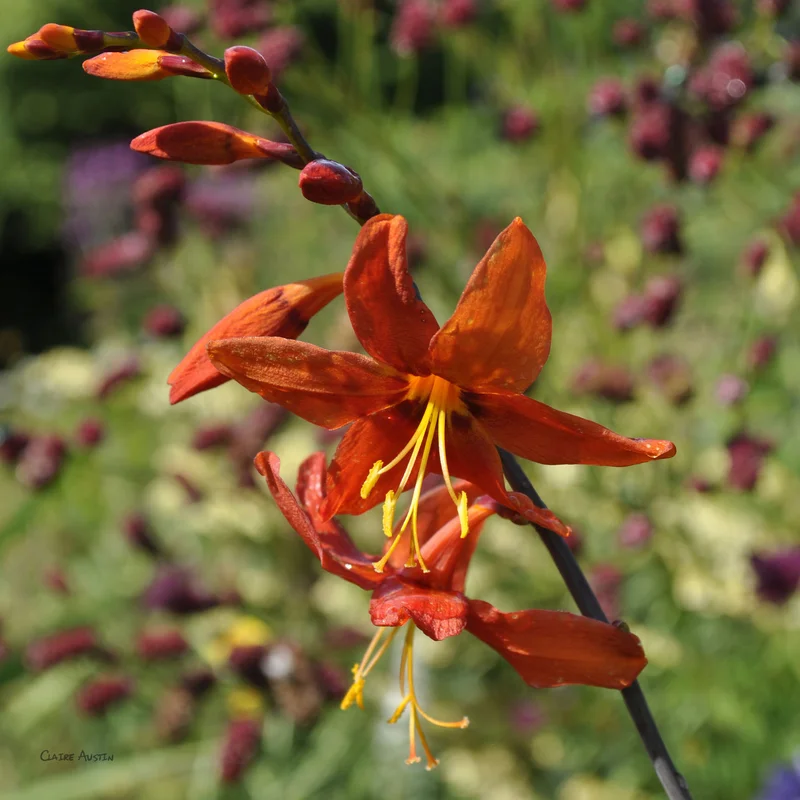 claireaustin-hardyplants2995012