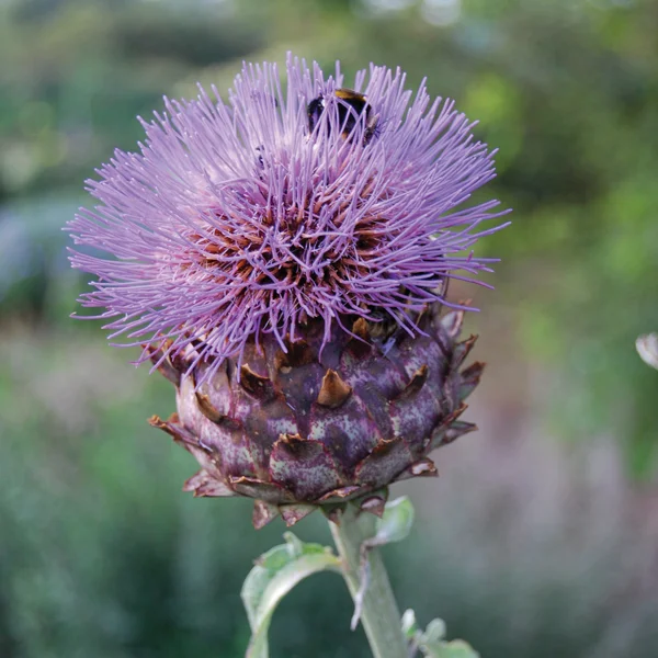 claireaustin-hardyplants2995123