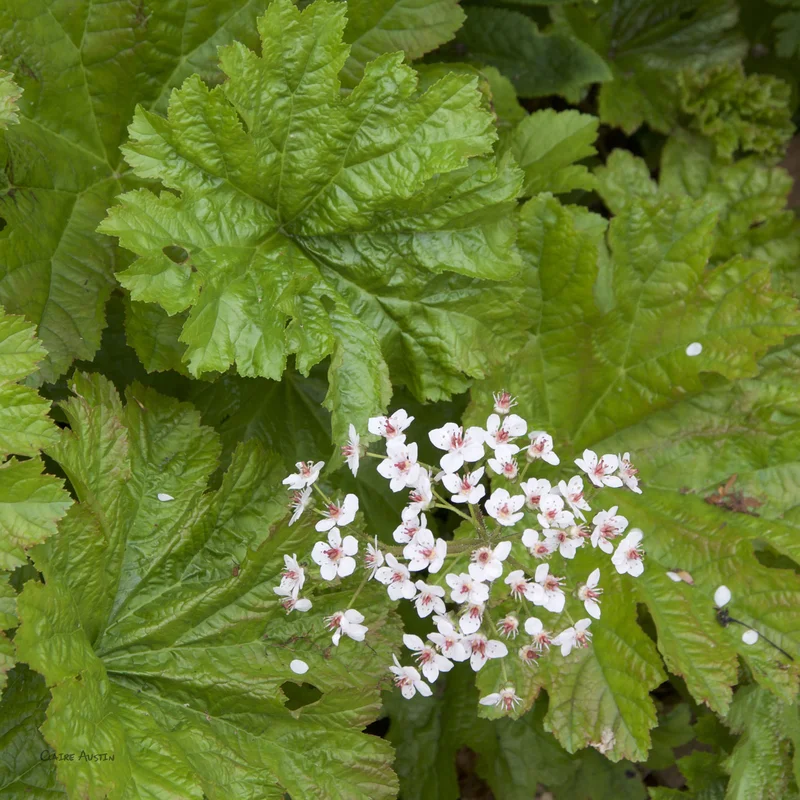 claireaustin-hardyplants2995169