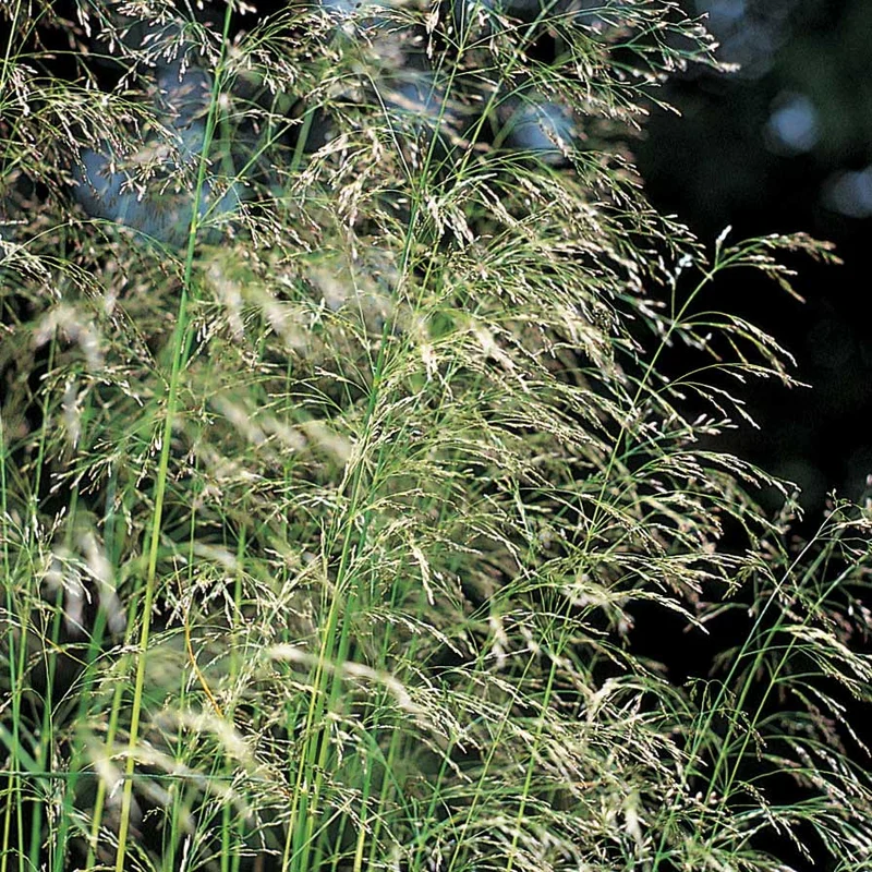 claireaustin-hardyplants2995384