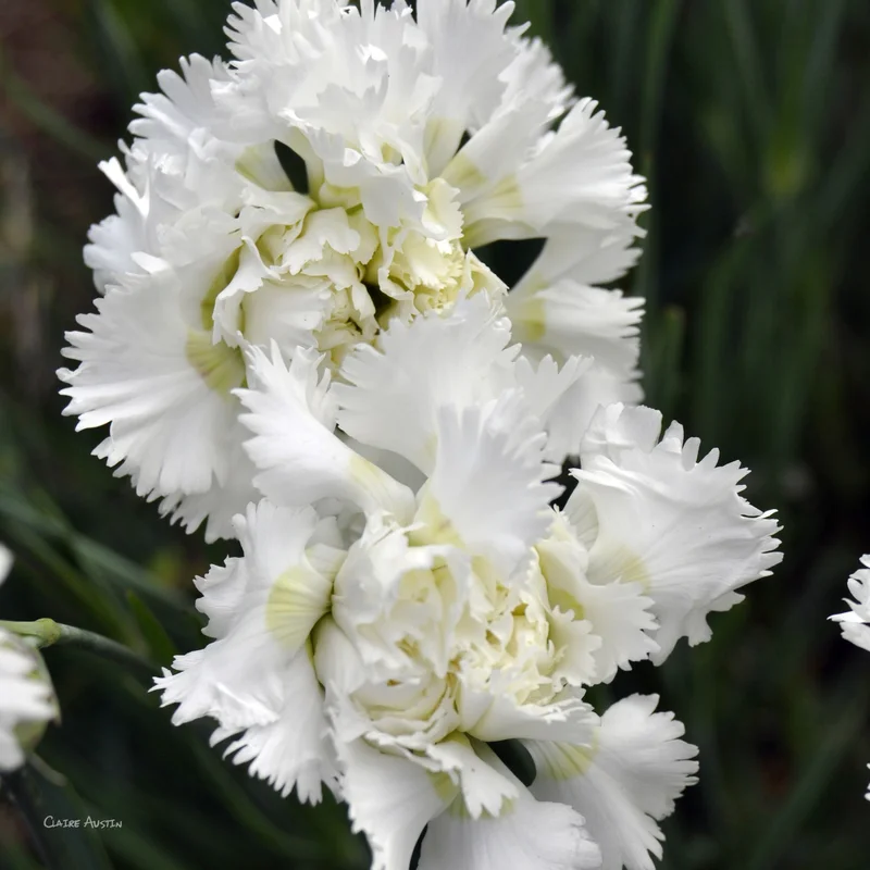 claireaustin-hardyplants2995610