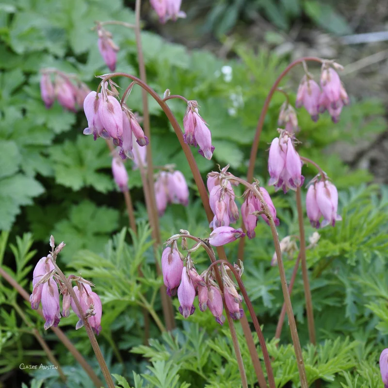 claireaustin-hardyplants2995707