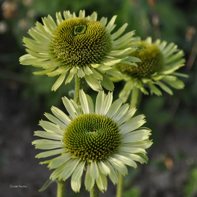 claireaustin-hardyplants2996145