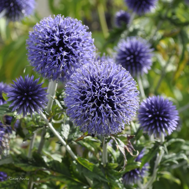 claireaustin-hardyplants2996788