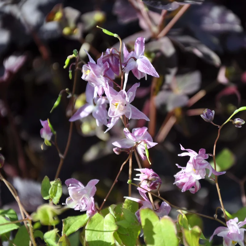 claireaustin-hardyplants2996855