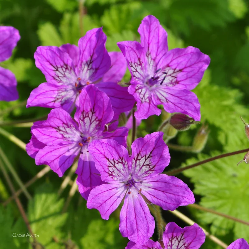 claireaustin-hardyplants2997918