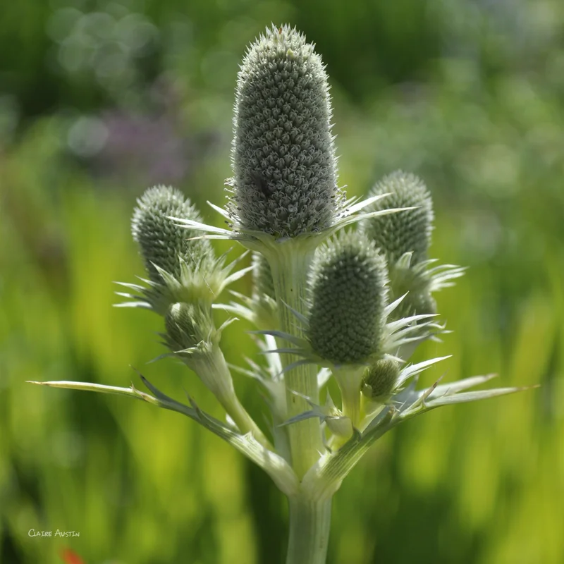 claireaustin-hardyplants2997956