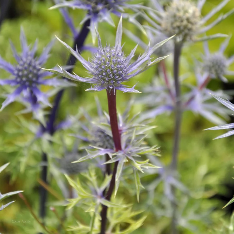 claireaustin-hardyplants2998037