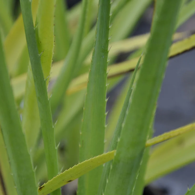 claireaustin-hardyplants2998140