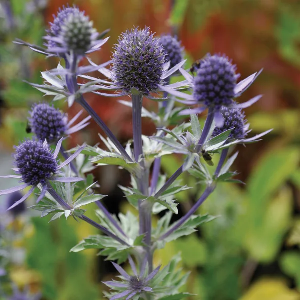 claireaustin-hardyplants2998214