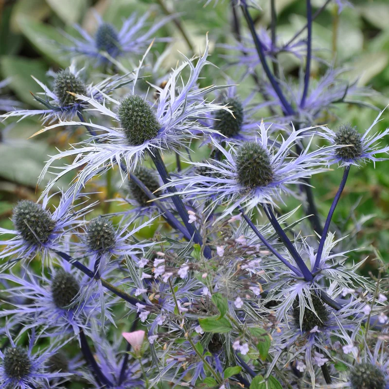 claireaustin-hardyplants2998354