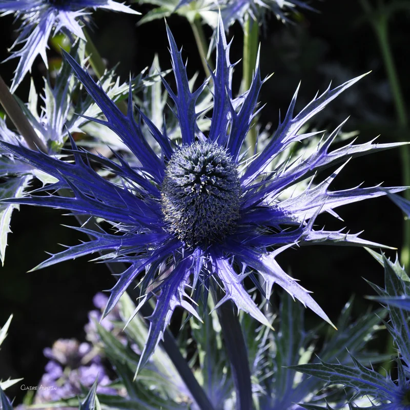 claireaustin-hardyplants2998396