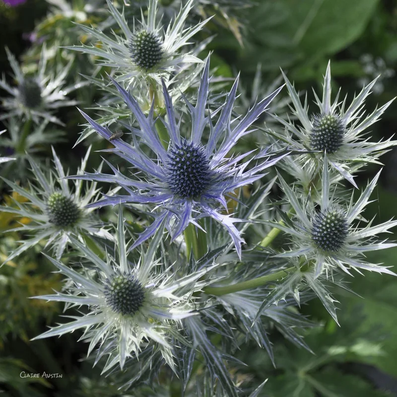 claireaustin-hardyplants2998447
